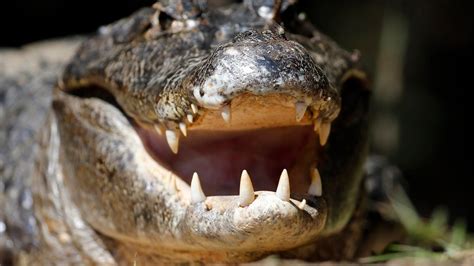 Westwood Lakes. . Alligator excorts